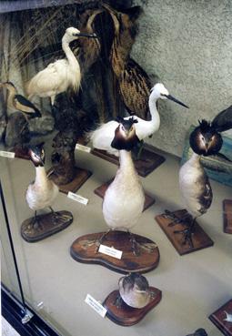 Iconographie - Oiseaux