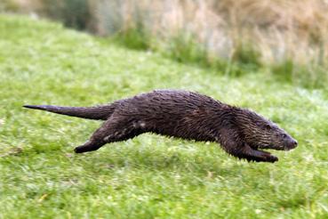 Iconographie - Loutre d'Europe