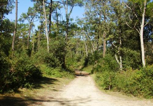 Iconographie - Sous-bois dans la forêt