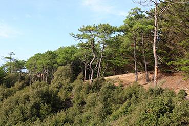 Iconographie - Lisière de la forêt domaniale