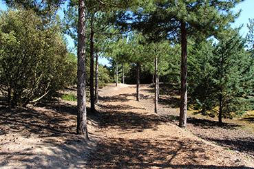 Iconographie - Sentier dans la forêt domaniale