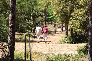 Iconographie - Promenade en forêt domaniale