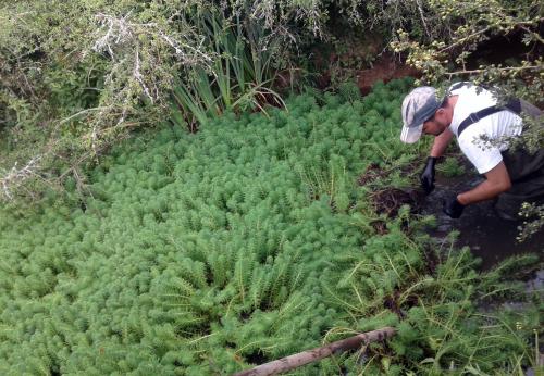 Iconographie - Arrachage manuel des plantes invasives