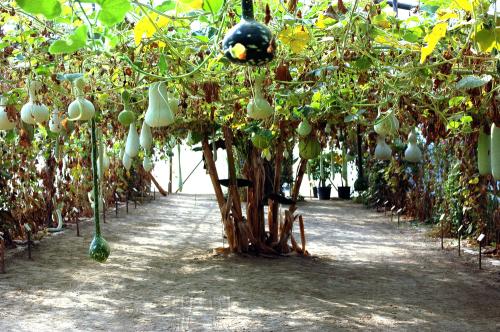 Iconographie - Tunnel de gourdes au Potager extraordinaire