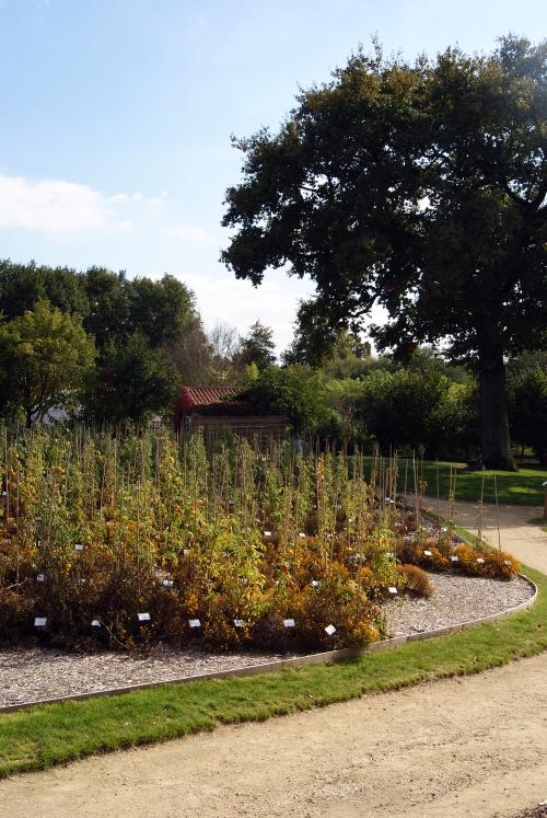 Iconographie - Un massif de tomates au Potager Extraordinaire