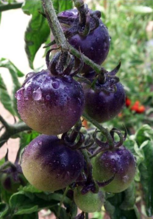 Iconographie - Tomates bleues au Potager Extraordinaire