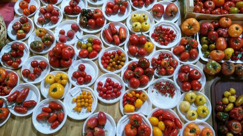 Iconographie - Collection de tomates du Potager extraordinaire