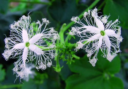 Iconographie - Trichosanthes cucumerina au Potager Extraordinaire