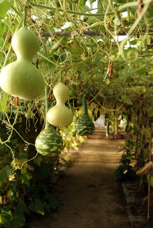 Iconographie - Tunnel de gourdes du Potager Extraordinaire