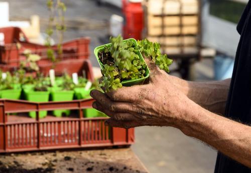 Iconographie - Chantier au Potager Extraordinaire