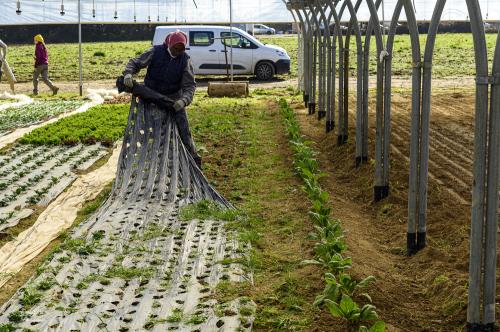 Iconographie - L'insertion par le maraichage au Potager Extraordinaire