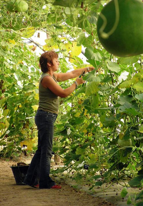 Iconographie - L'insertion par le maraichage au Potager Extraordinaire