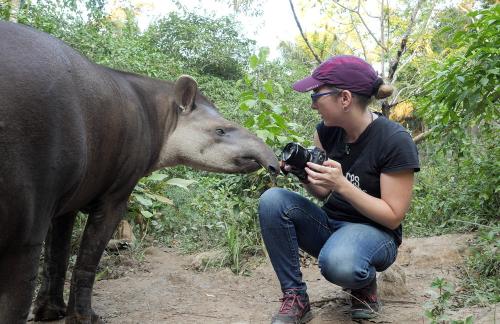 Iconographie - Anne-Laure Meynckens et un tapir au Pérou