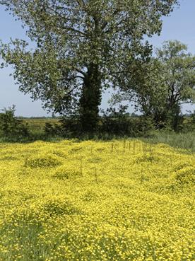 Iconographie - Marais fleuri