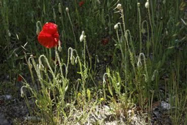 Iconographie - Coquelicot