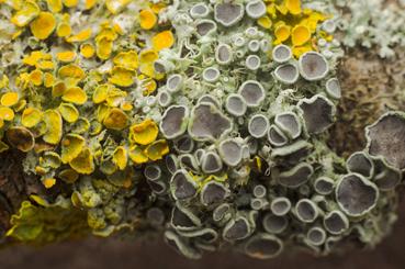Iconographie - Lichens