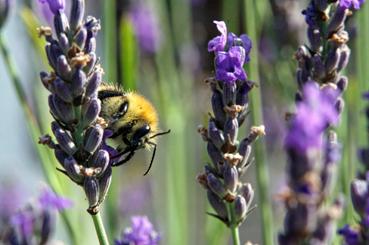 Iconographie - Fleurs