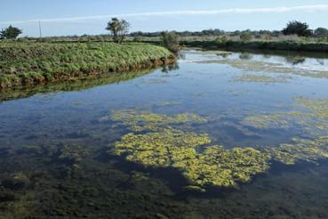 Iconographie - Marais salant