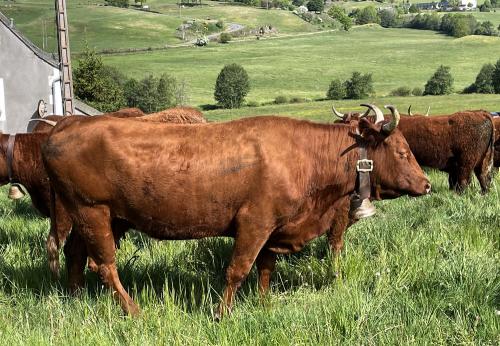 Iconographie - Les estives - Vaches de race Salers