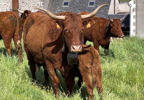 Iconographie - Les estives - Vaches de race Salers