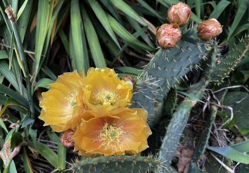 Iconographie - Fleurs de cactus