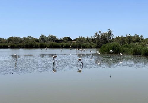 Iconographie - Parc ornithologique de Pont-de-Gau