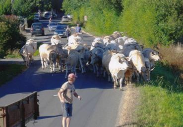 Iconographie - Transhumance