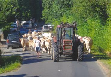 Iconographie - Transhumance