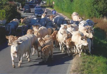 Iconographie - Transhumance