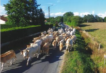 Iconographie - Transhumance