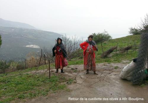 Iconographie - Retour de cueillete des olives à Afir/ Boudjima