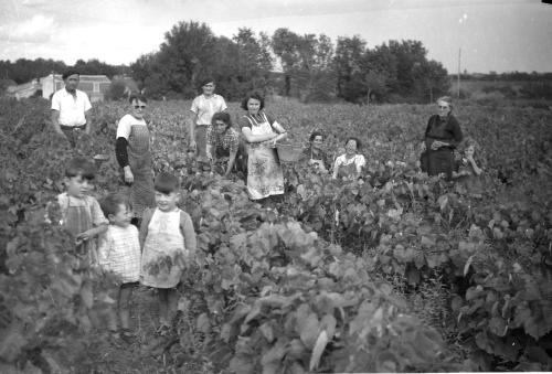 Iconographie - Vendanges