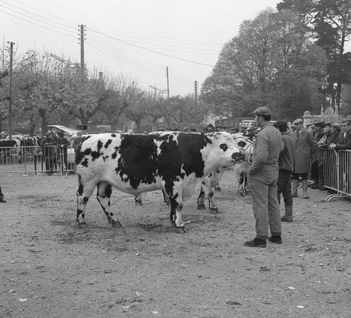 Iconographie - Comice agricole