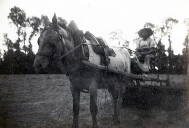 Iconographie - Cheval attelé sur un rateau-faneur aux Etrivières