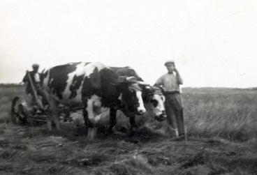 Iconographie - Faucheuse attelée à des boeufs, aux Etrivières