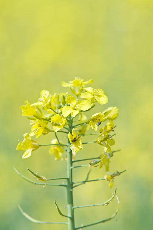 Iconographie - La ferme d’Ursule - Fleur du colza