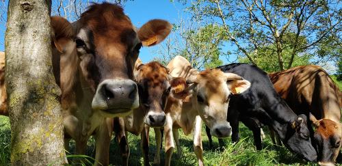 Iconographie - Les vaches jersiaises de la ferme d’Ursule