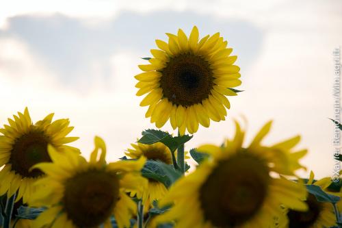 Iconographie - La ferme d’Ursule - Fleurs de tournesol