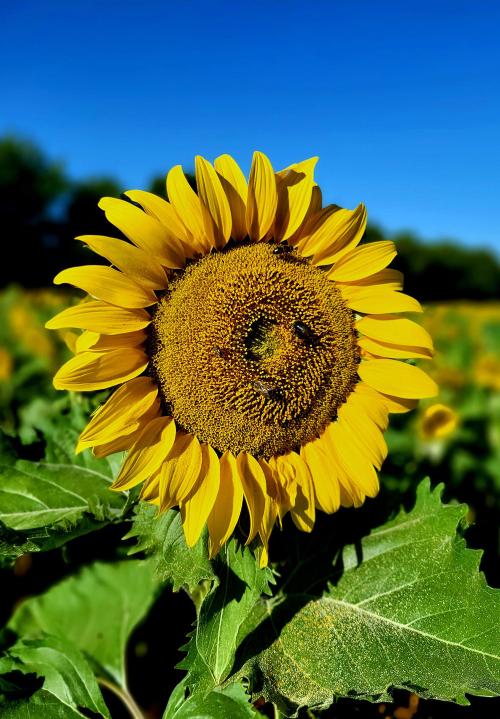 Iconographie - La ferme d’Ursule - Fleur de tournesol