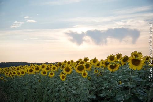 Iconographie - La ferme d’Ursule - Fleurs de tournesol