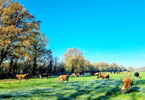 Iconographie - Troupeau de jersiaises au paturage de la Ferme d’Ursule