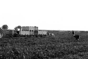 Iconographie - Exploitation de melons - GAEC du Roseau