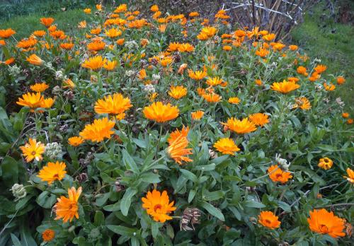 Iconographie - Calendula ou soucis au jardin