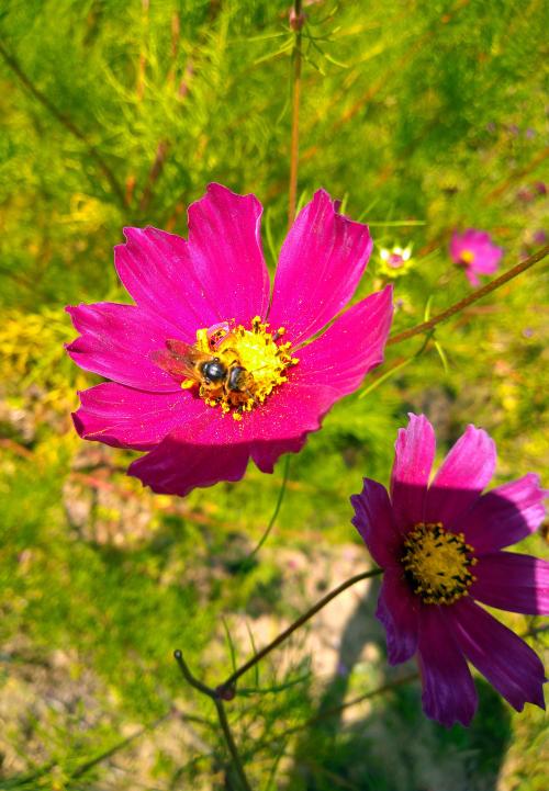 Iconographie - Cosmos au jardin de Talmont 