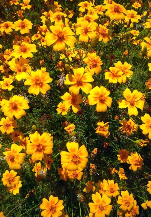 Iconographie - Fleurs de Tagète au jardin