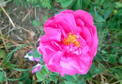 Iconographie - Rose de Provins du jardin 