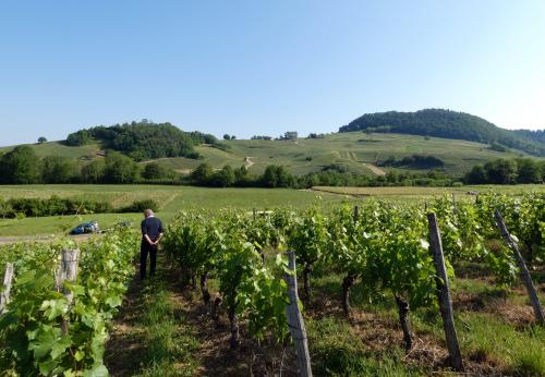 Iconographie - Coteau du vignoble