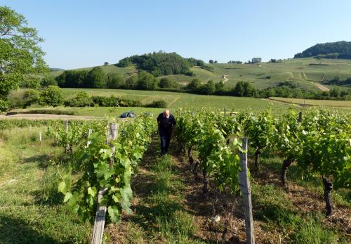 Iconographie - Coteau du vignoble