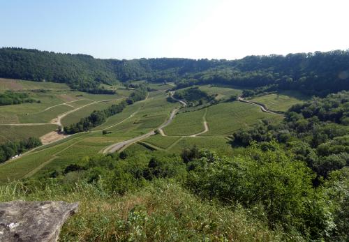 Iconographie - Coteau du vignoble