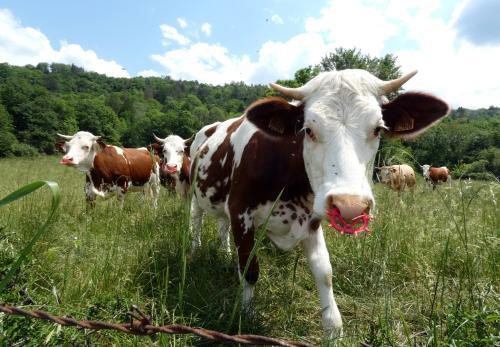 Iconographie - Vaches monbéliardes